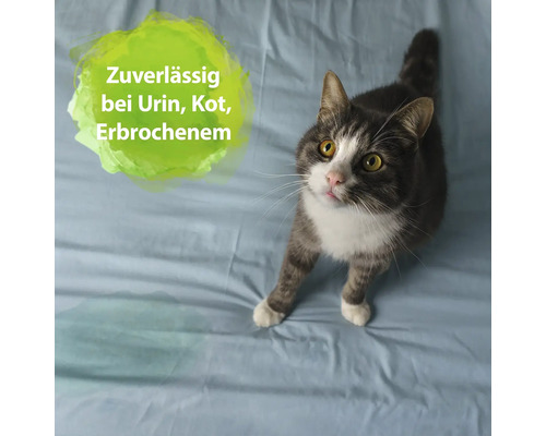 Graue Katze auf Unterlage mit Text: Zuverlässig bei Urin, Kot, Erbrochenem