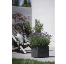 Quadratischer Pflanzkübel mit Lavendel im Außenbereich