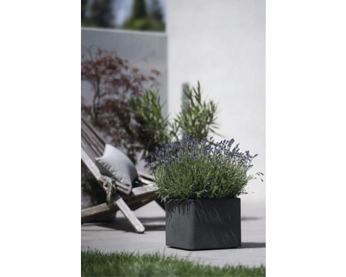 Quadratischer Pflanzkasten mit Lavendel im Außenbereich