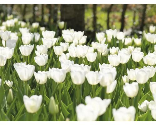 Feld mit weißen Tulpen
