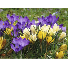 Blühende Krokusse in Gelb und Violett im Garten.