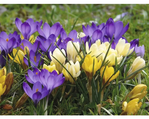 Blühende Krokusse in Gelb und Violett im Garten.