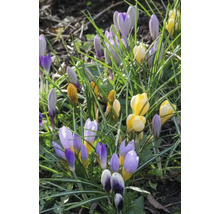 Krokusse in Gelb und Lila im Gras