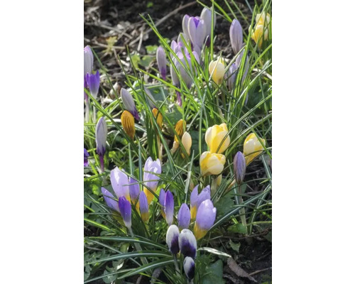Krokusse in Gelb und Lila im Gras