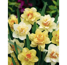 Gelbe Narzissenblüten mit grünen Blättern