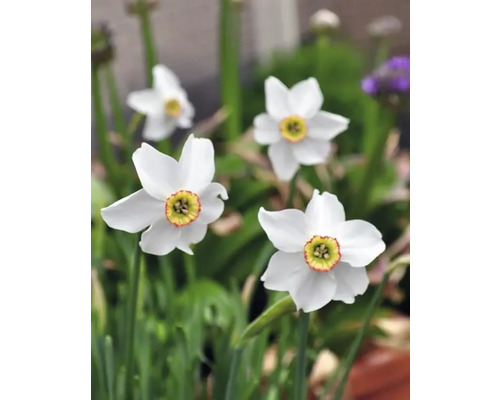 Weiße Narzissenblüten im Garten