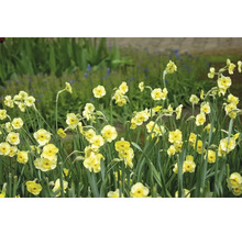 Gelbe Narzissen im Gartenbeet.