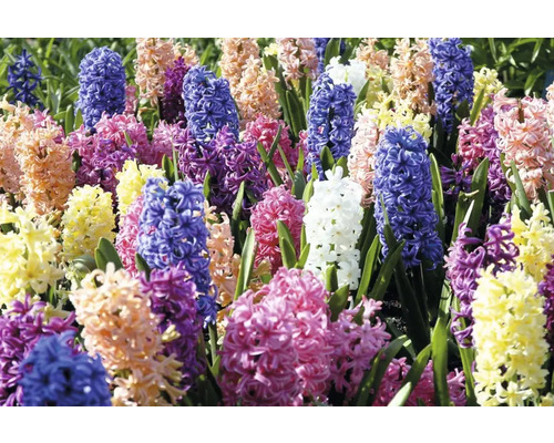 Feld mit blühenden Hyazinthen