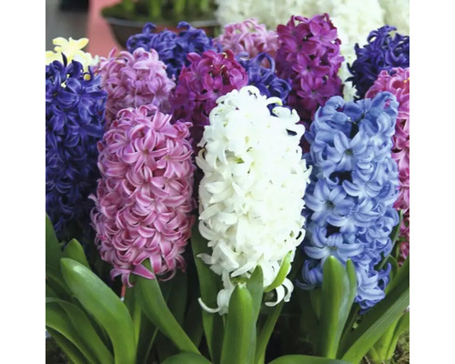 Blühende Hyazinthen mit grünen Blättern