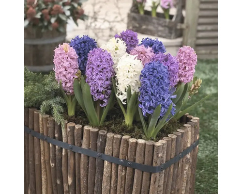 Hyazinthen in einem Pflanzgefäß aus Holz