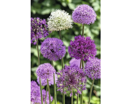 Zierlauch im Gartenbeet