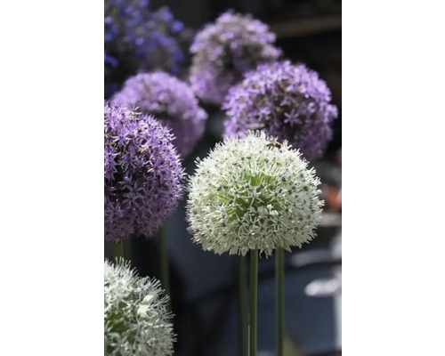 Blühende Zierlauch Pflanzen im Garten