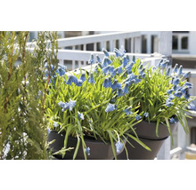 Blaue Traubenhyazinthen in Blumentöpfen auf dem Balkon.