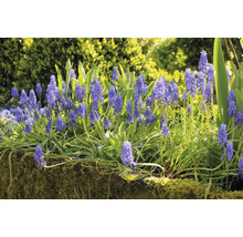 Blütenstand von Traubenhyazinthen im Garten