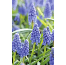 Nahaufnahme von Traubenhyazinthen im Garten.