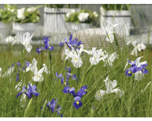 Blumenbeet mit Schwertlilien in Weiß und Blau