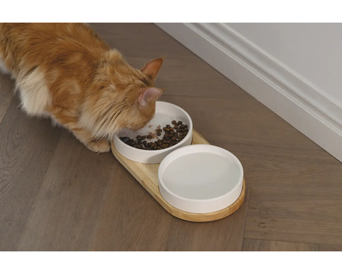 Katze frisst aus einem Futternapf mit Holzständer