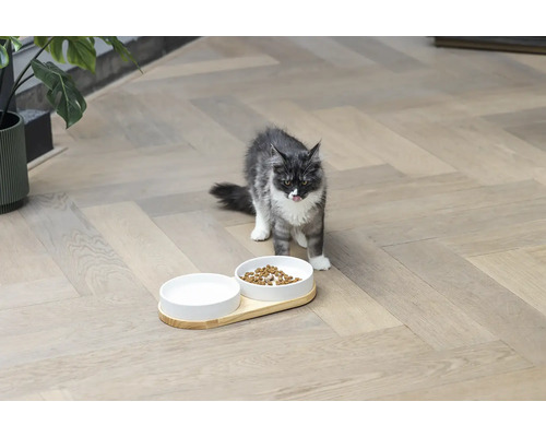 Katze mit Futter- und Wassernapf auf Holzboden