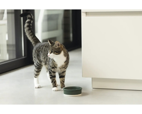 Getigerte Katze steht neben einem Futternapf in einem Zimmer.