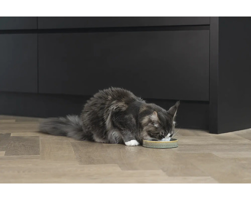 Eine Katze frisst aus einer Futterschale in einem modernen Zuhause.