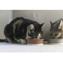 Zwei Katzen fressen aus Keramiknäpfen