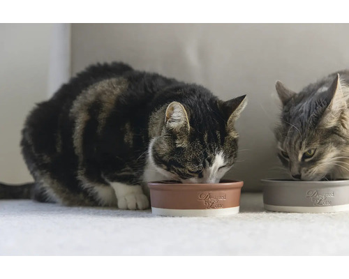 Zwei Katzen fressen aus Keramiknäpfen