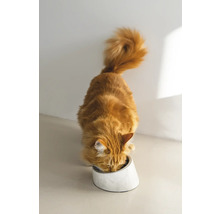 Eine rote Katze frisst aus einem Fressnapf.