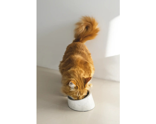 Eine rote Katze frisst aus einem Fressnapf.