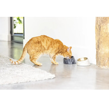 Eine Katze frisst aus einem erhöhten Futternapf