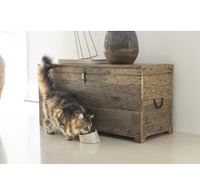 Katze frisst aus einer Schale neben einer Truhe aus Altholz.