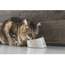 Eine Katze frisst aus einem Futternapf