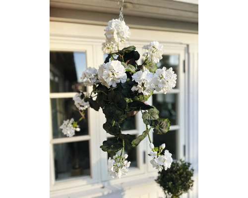 Hängepflanze mit weißen Blüten vor einem Fenster