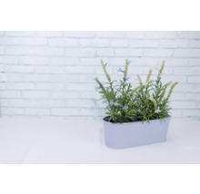 Dekorative Kunstpflanze Lavendel in einem silberfarbenen Pflanzgefäß.