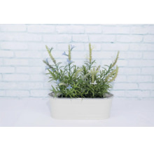 Lavendel in einem Pflanzgefäß für den Innenbereich