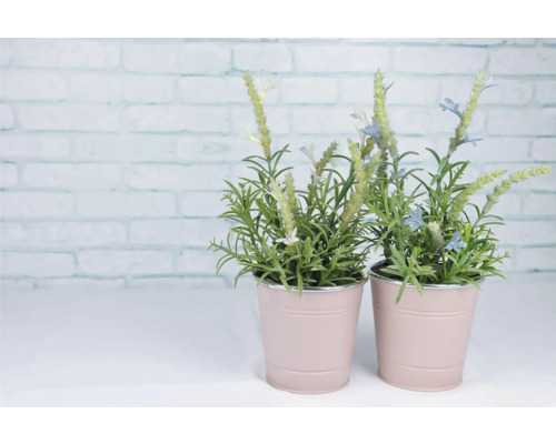 Zwei Topfpflanzen mit grünen Blättern und weißen sowie blauen Blüten in rosafarbenen Töpfen.