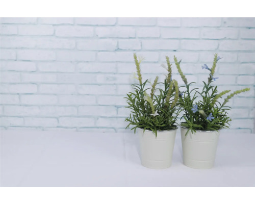 Zwei Topfpflanzen mit Kräutern und Lavendel auf einem Tisch