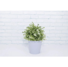 Pflanzgefäß Metall rund Ø 14 cm H 12,7 cm lila