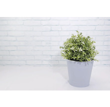 Pflanzgefäß Metall rund Ø 16 cm H 14,7 cm lila