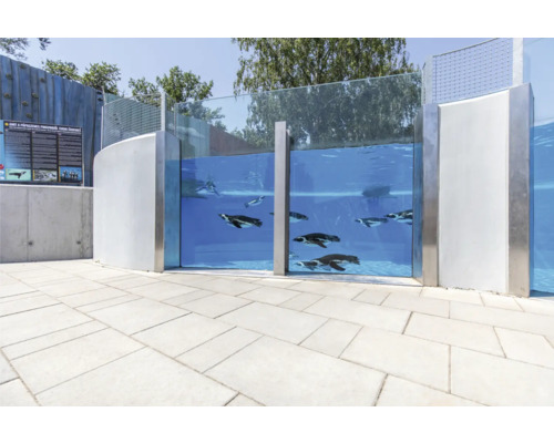 Pinguinbecken mit schwimmenden Pinguinen hinter einer Glasscheibe