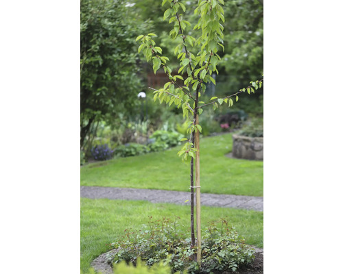 Junger Baum mit Stützpfahl im Garten