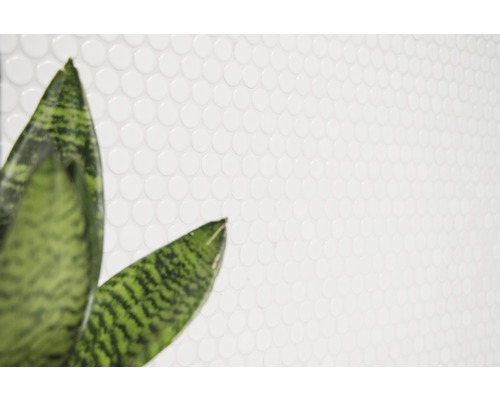 Wand mit runden Fliesen und Pflanze