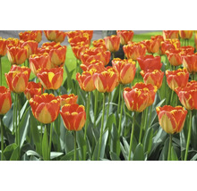 Feld mit rot-gelben Tulpenblüten und grünen Stielen