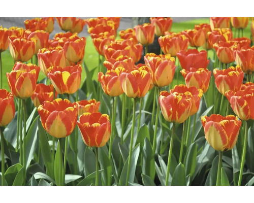 Feld mit rot-gelben Tulpenblüten und grünen Stielen