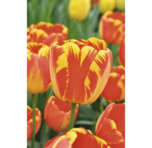 Nahaufnahme von Tulpen mit Blüten in gestreiftem Muster
