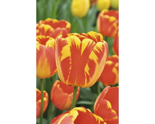 Nahaufnahme von Tulpen mit Blüten in gestreiftem Muster