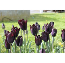 Nahaufnahme einer Gruppe dunkler Tulpen im Garten.