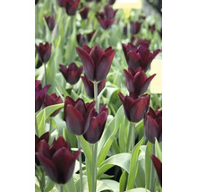 Nahaufnahme von dunkelroten Tulpen im Gartenbeet