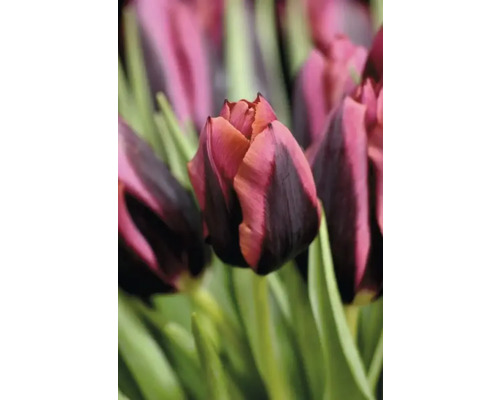 Nahaufnahme einer Tulpenblüte