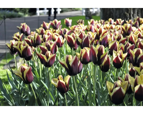 Nahaufnahme von Tulpen im Gartenbeet