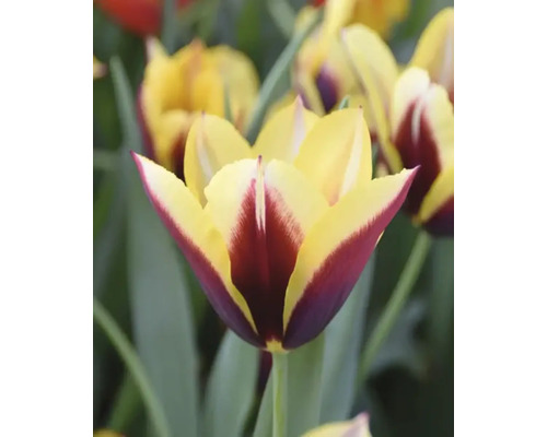 Nahaufnahme einer Tulpe mit gelben und burgunderroten Blütenblättern
